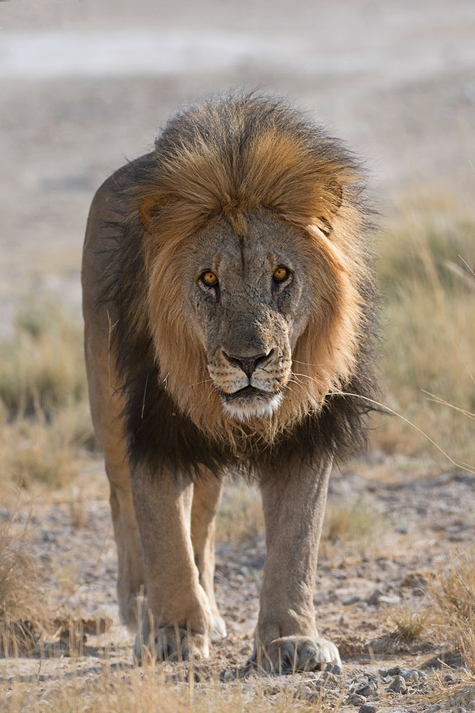 Kruger National Park