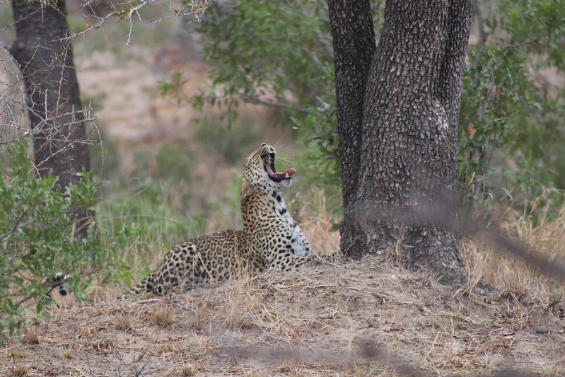 Kruger National Park