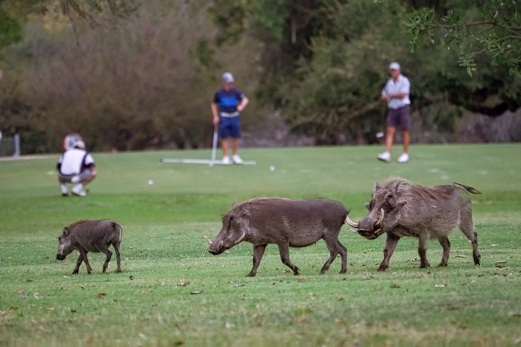 Golfing in Kruger National Park