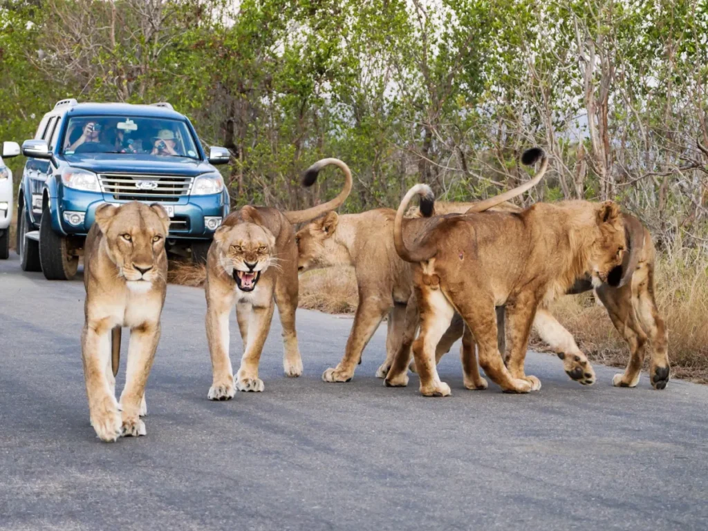 Self-driving in Kruger National Park