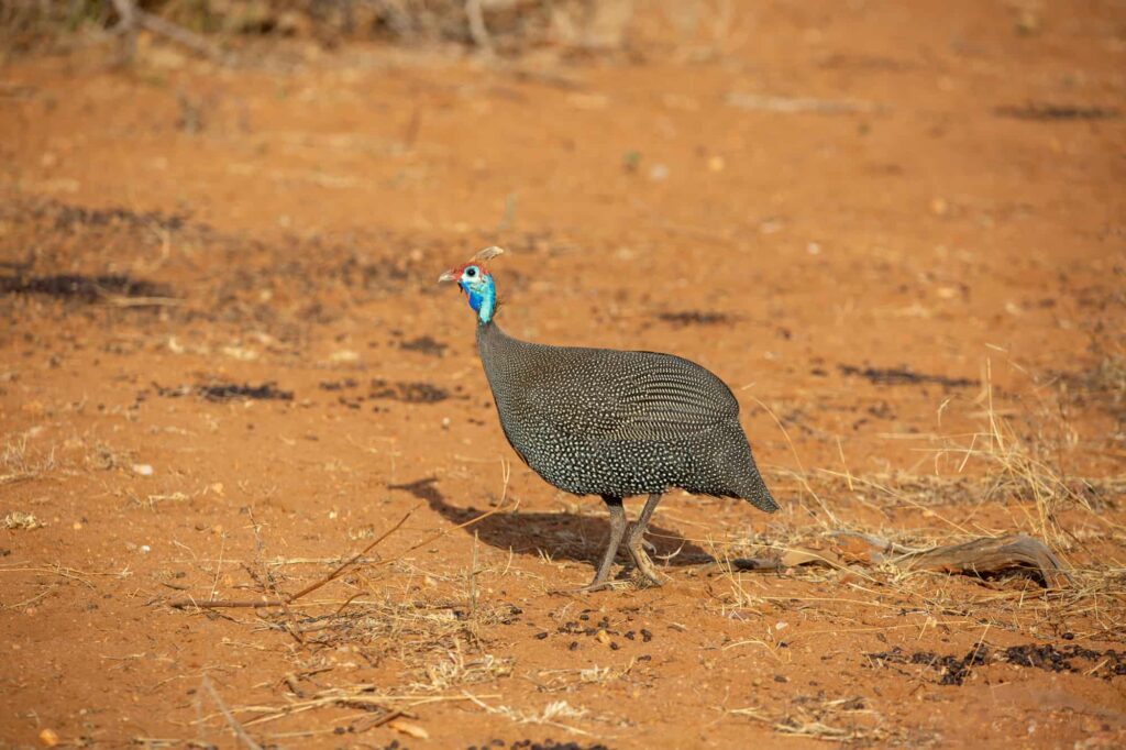 Kruger National Park Birding Guide.