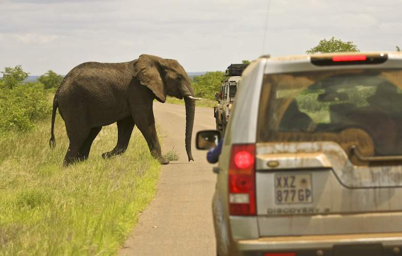 Your Kruger Park Self-Drive Safari Guide