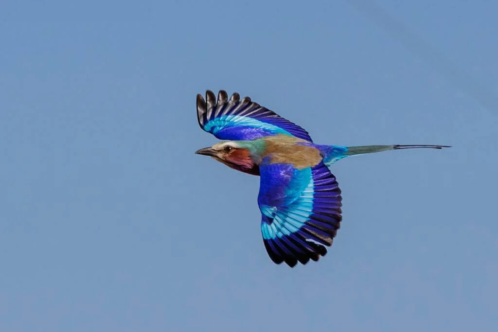Kruger National Park Birding Guide.